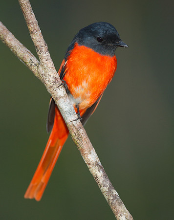 Scarlet Minivet (Pericrocotus flammeus) male