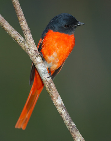 Scarlet Minivet (Pericrocotus flammeus) male