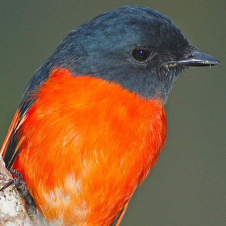 Scarlet Minivet (Pericrocotus flammeus) male