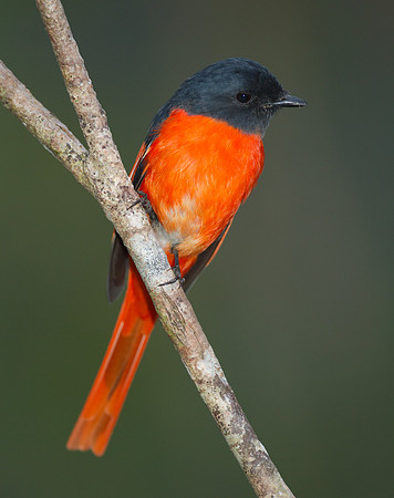 Scarlet Minivet (Pericrocotus flammeus) male