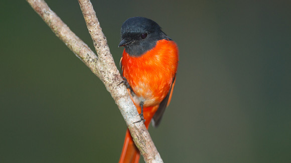 Scarlet Minivet (Pericrocotus flammeus) male