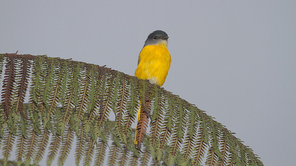 Grey-chinned Minivet (Pericrocotus solaris) Female