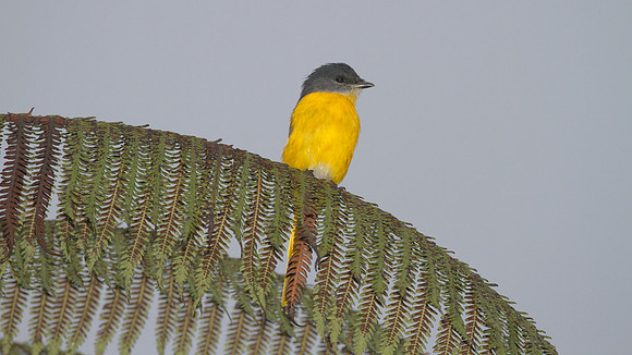 Grey-chinned Minivet (Pericrocotus solaris) Female