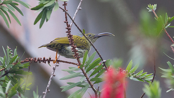 Streaked Spiderhunter (Arachnothera magna)