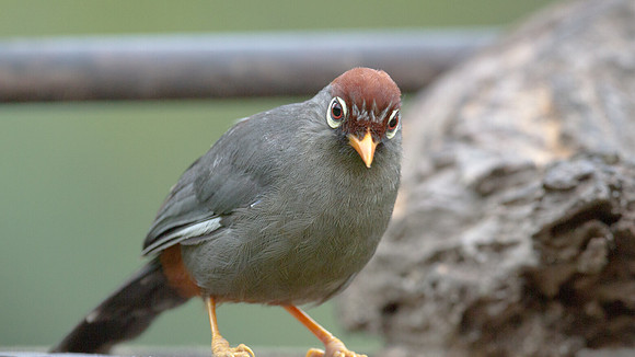 Chestnut-capped Laughingthrush (Garrulax mitratus)