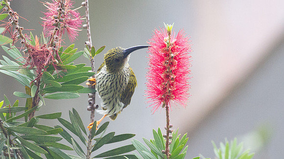 Streaked Spiderhunter (Arachnothera magna)