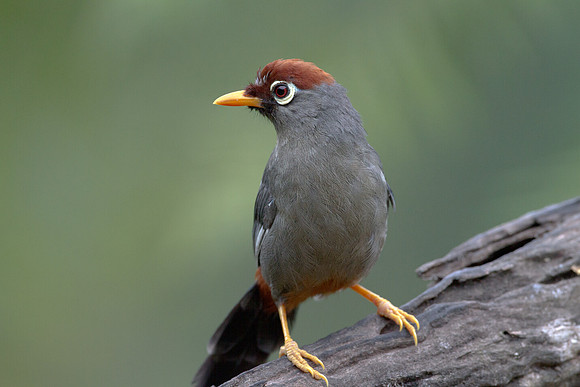 Chestnut-capped Laughingthrush (Garrulax mitratus)