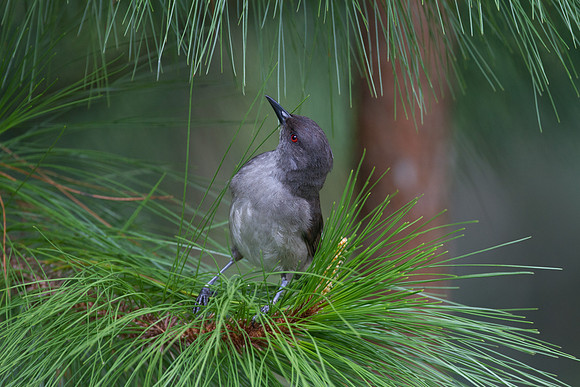 Long-tailed Sibia (Heterophasia picaoides)