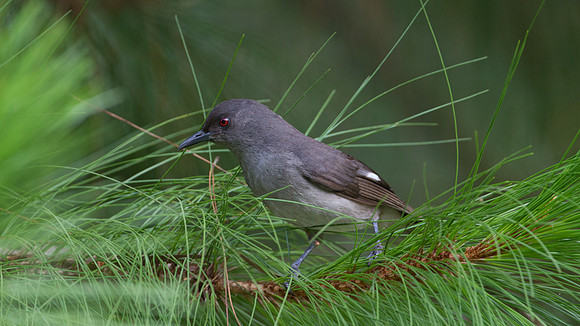 Long-tailed Sibia (Heterophasia picaoides)