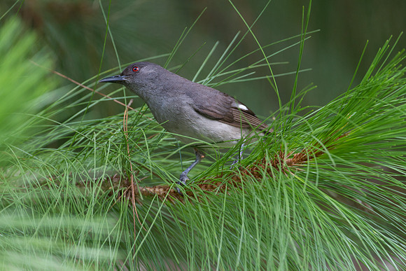 Long-tailed Sibia (Heterophasia picaoides)