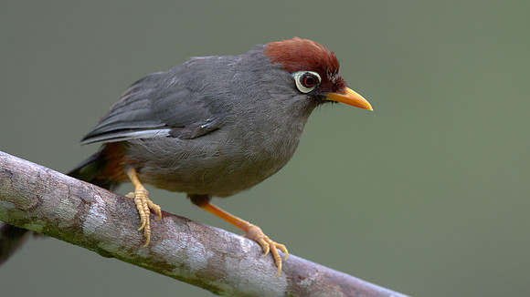 Chestnut-capped Laughingthrush (Garrulax mitratus)