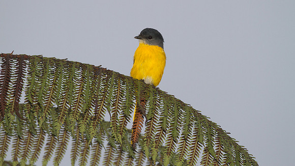 Grey-chinned Minivet (Pericrocotus solaris) Female