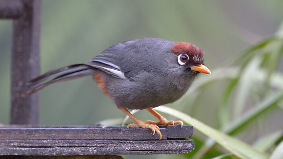 Chestnut-capped Laughingthrush (Garrulax mitratus)