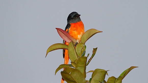 Grey-chinned Minivet (Pericrocotus solaris) male