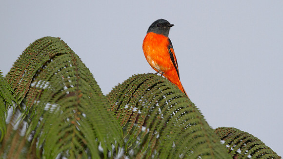 Grey-chinned Minivet (Pericrocotus solaris) male