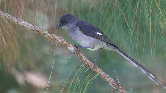 Long-tailed Sibia (Heterophasia picaoides)