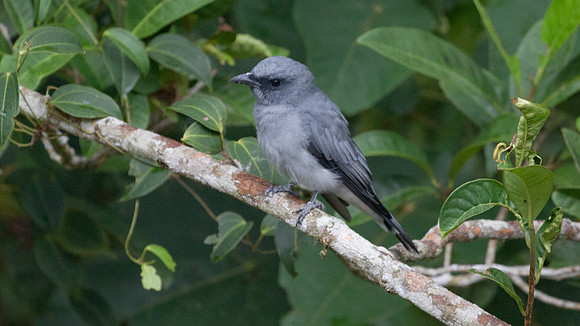 Javan Cuckooshrike (Coracina javensis)