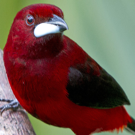 Crimson-backed Tanager (Ramphocelus dimidiatus) Male