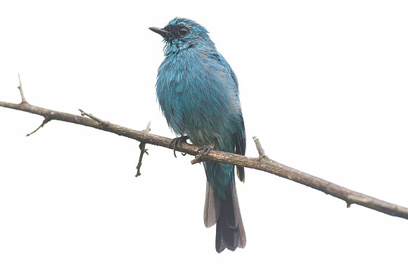 Verditer Flycatcher (Eumyias thalassina) male