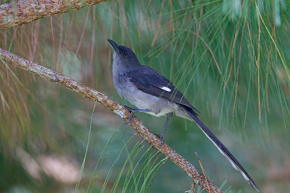 Long-tailed Sibia (Heterophasia picaoides)
