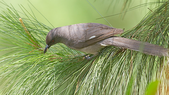 Long-tailed Sibia (Heterophasia picaoides)