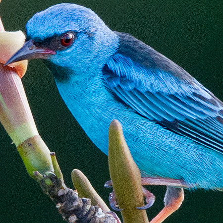 Blue Dacnis (Dacnis cayana) Male