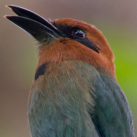Broad-billed Motmot (Electron platyrhynchum)