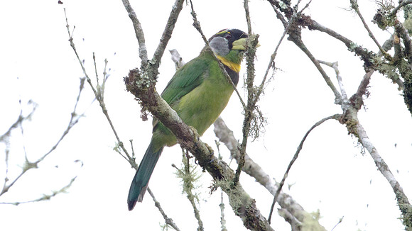 Fire-tufted Barbet (Psilopogon pyrolophus)
