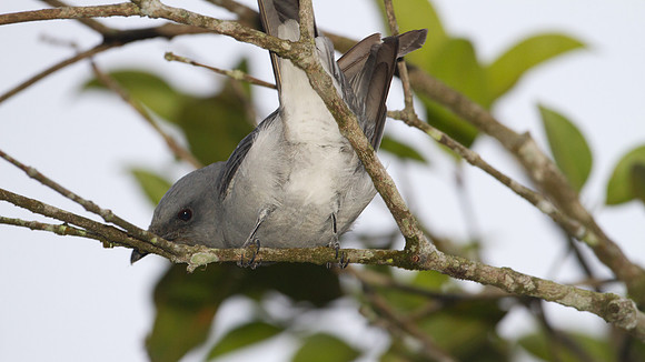 Javan Cuckooshrike (Coracina javensis)