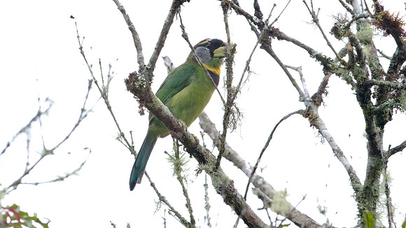 Fire-tufted Barbet (Psilopogon pyrolophus)
