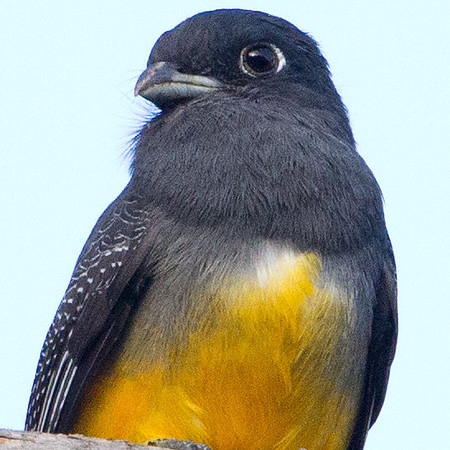 Violaceous Trogon (Trogon violaceus) Female