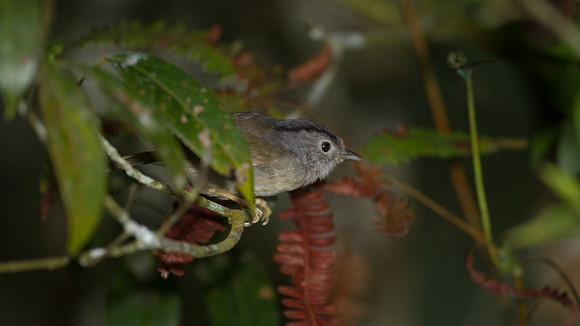Mountain Fulvetta (Alcippe peracensis)