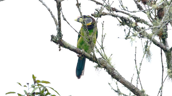 Fire-tufted Barbet (Psilopogon pyrolophus)