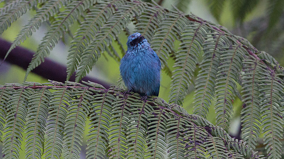 Verditer Flycatcher (Eumyias thalassina) male