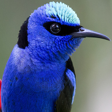 Red-legged Honeycreeper (Cyanerpes cyaneus) Male