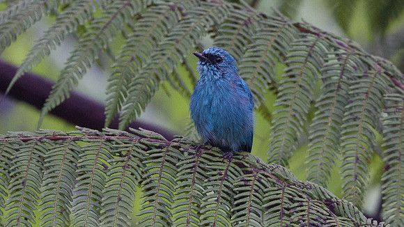 Verditer Flycatcher (Eumyias thalassina) male