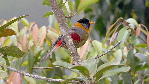 Silver-eared Mesia (Leiothrix argentauris)