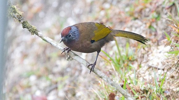 Chestnut-crowned Laughingthrush (Garrulax erythrocephalus)