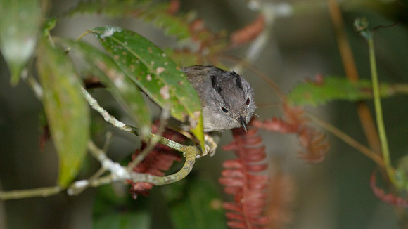 Mountain Fulvetta (Alcippe peracensis)
