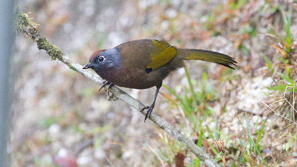 Chestnut-crowned Laughingthrush (Garrulax erythrocephalus)