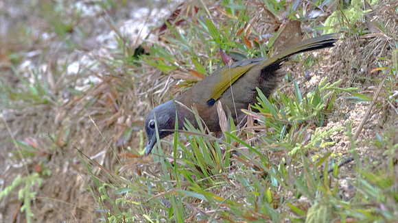 Malayan Laughingthrush (Trochalopteron peninsulae)