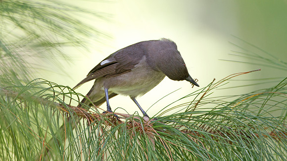 Long-tailed Sibia (Heterophasia picaoides)