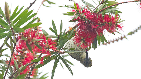 Streaked Spiderhunter (Arachnothera magna)