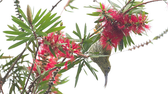 Streaked Spiderhunter (Arachnothera magna)