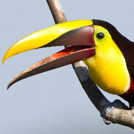 Chestnut-mandibled Toucan (Ramphastos swainsonii)