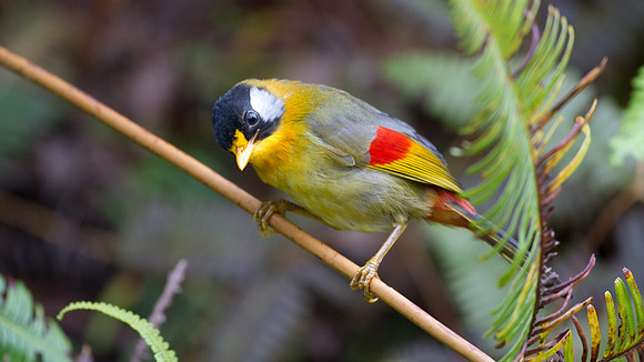Silver-eared Mesia (Leiothrix argentauris)s