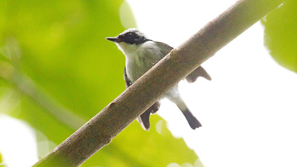 Little Pied Flycatcher (Ficedula westermanni) Male