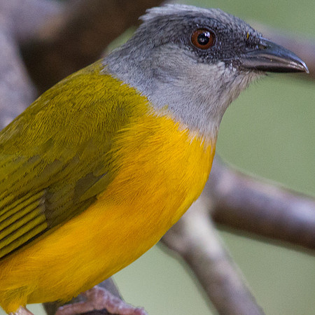 Gray-headed Tanager (Eucometis penicillata)