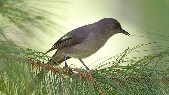 Long-tailed Sibia (Heterophasia picaoides)