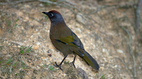 Chestnut-crowned Laughingthrush (Garrulax erythrocephalus)